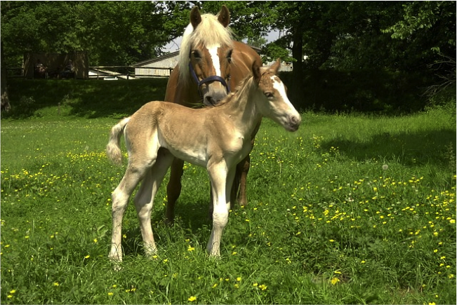 caring-for-foal.png