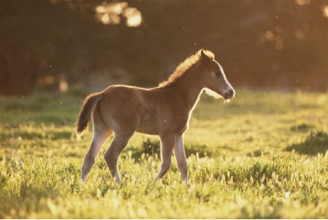 horse-foals.jpg