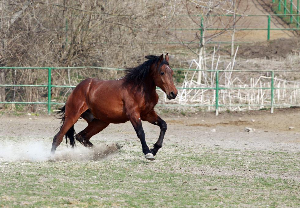 Different Types of Horse Gaits You Should Know - LV Performance