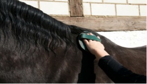 horse-grooming-supplies.jpg