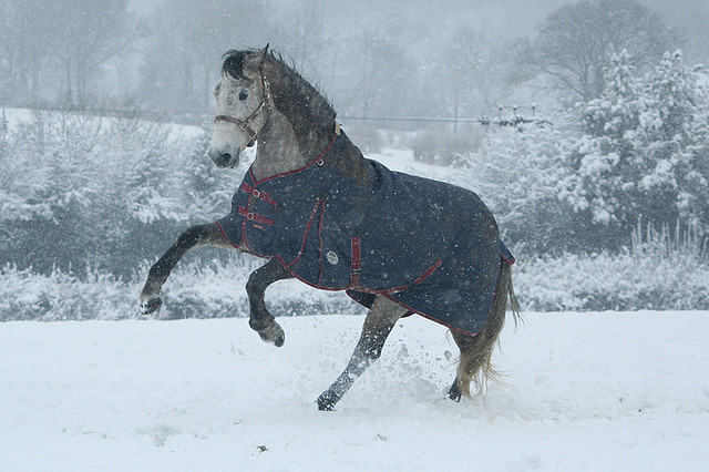 horse-in-cold-weather-using-great-gut.jpg